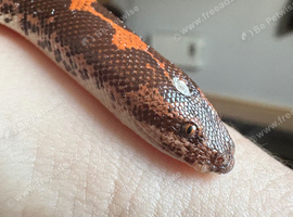 Sand Boa
