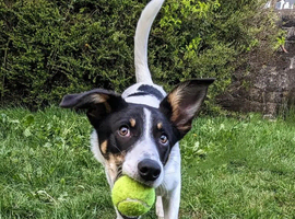 3 year old male border collie