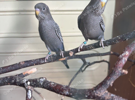 Black face male  and female budgie in Dagenham