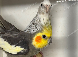 Breeding pairs cockatiels