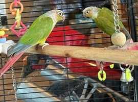 Breeding pair of pineapple conures with cage