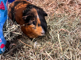 Two loving boy guinea pigs and indoor outdoor cages