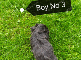 NOW ready for a new home Imperial Shih Tzu