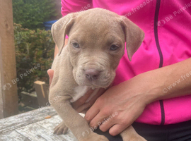8 cane corso puppies for sale 5 bitches 3 dogs