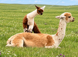 A very special breeding group of 16 alpacas