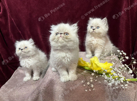 3 CHEEKY COLOURPOINT PERSIAN BOYS (READY FRI 17TH) 16 hours