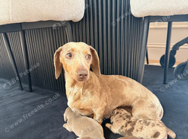 Kc miniature dachshund