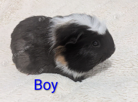 Male Baby Guinea pigs for sale