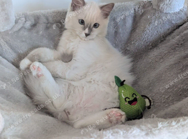 Readynow!TICA ragdoll kitten
