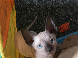 GORGEOUS SPHYNX KITTENS 3 BOYS