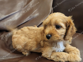 Cavapoo puppies for sale