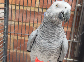 Beautiful africon grey parrot for sale