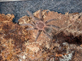 Scarlett Birdeater Tarantula (juvenile/unsexed) + enclosure