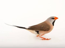 Heck&rsquo;s Grass Finches wanted