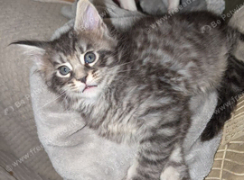 Tica registered mainecoons