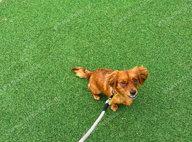 Beautiful girl dog
