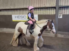 Kind 12.2h chunky cob gelding