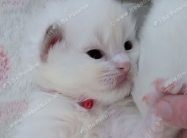 TICA Blue bicolor or mitted Ragdoll kittens