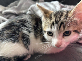 Female kitten
