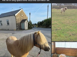 Palamino stallion
