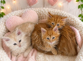 Two gorgeous Maine Coon kittens available &ndash; Family Raised