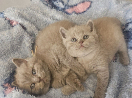 British shorthair kittens