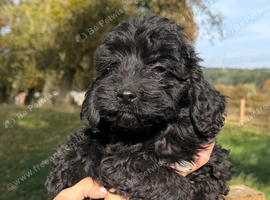 F1 toy cockapoo puppies LAST TWO!