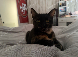 4 beautiful kittens for sale please read discription