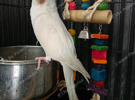 Angel the Albino ringneck 3year old hen