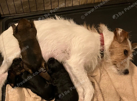 Gorgeous Jackappoo puppies