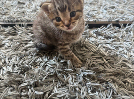 5 beautiful kittens