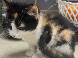 Manx Female Kitten