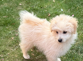 Adorable Pomapoo puppies
