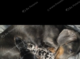 2 miniature dachshund boys