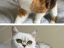 GCCF Active British Shorthair Queens