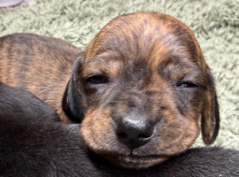 Litter of brindle KC registered pups