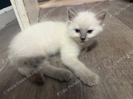 Pure ragdoll kittens available