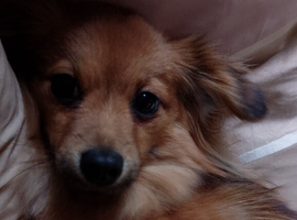 For sale Dixiepom