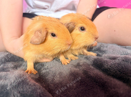 Pure californian babies