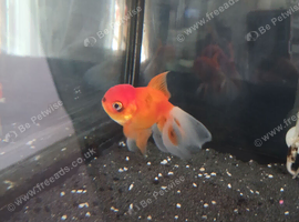 2 beautiful large Oranda goldfish