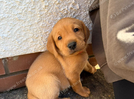 Fox Red KC Registered Labrador Puppies