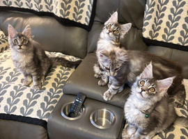 3 beautiful full maine Coon kittens