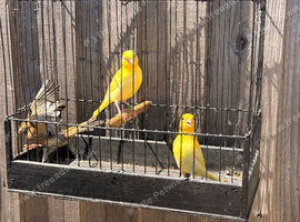 Canary nice colour s