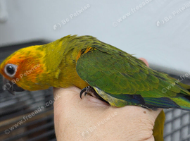 Silly Tame hand reared Sun Conure with cage