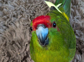 Kakarik baby boy for sale