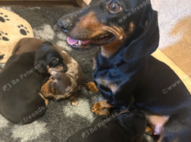 Female Miniature Dachshund Pup