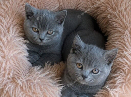 GCCF Registered Kittens