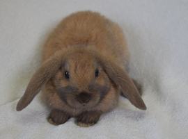 Microchipped Mini Lop Males