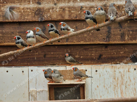 Zebra Finches for sale
