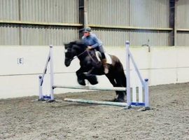 Super Safe Cob
